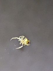 Eriophora edax