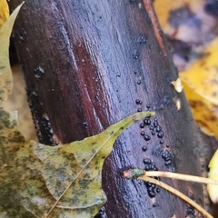 Rosellinia corticium