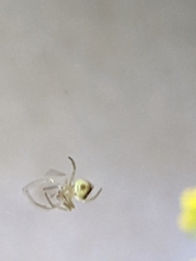 Eriophora edax
