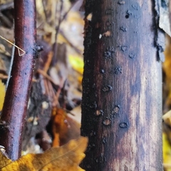 Rosellinia corticium