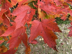Acer rubrum