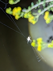 Eriophora edax