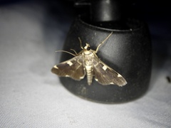 Piletocera aegimiusalis