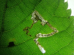 Stigmella tiliae