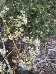 Astrotricha longifolia