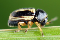 Cryptocephalus bilineatus