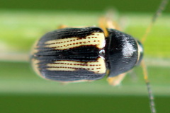 Cryptocephalus bilineatus