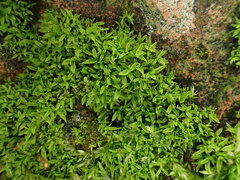 Tortula muralis aestiva