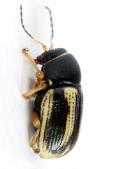 Cryptocephalus bilineatus
