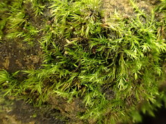 Rhynchostegiella teneriffae
