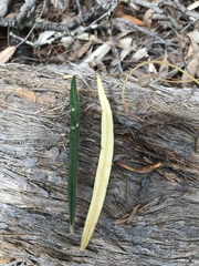 Astrotricha longifolia