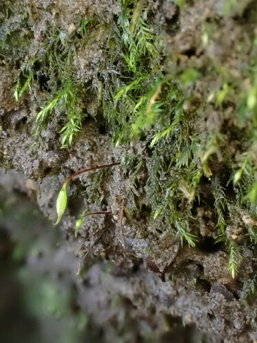 Rhynchostegiella teneriffae, 2022-10-05