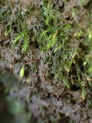 Rhynchostegiella teneriffae