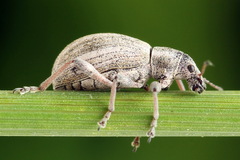 Polydrusus confluens