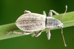 Polydrusus confluens