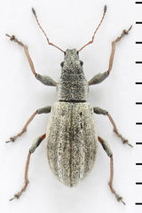 Polydrusus confluens