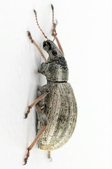 Polydrusus confluens