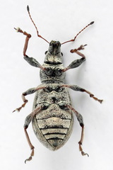Polydrusus confluens