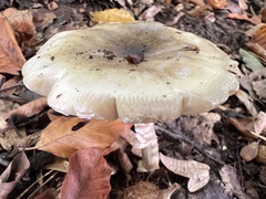 Amanita phalloides