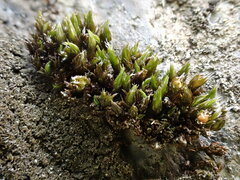 Schistidium flaccidum