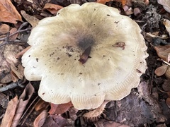 Amanita phalloides