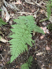Dryopteris glabra