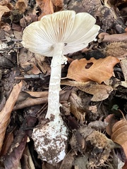Amanita phalloides