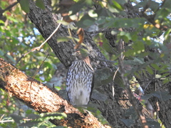Accipiter cooperii
