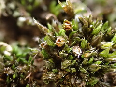 Schistidium flaccidum