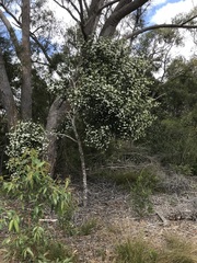 Ricinocarpos pinifolius