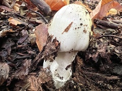 Amanita phalloides