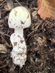 Amanita phalloides