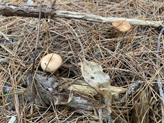 Lactarius vinaceorufescens