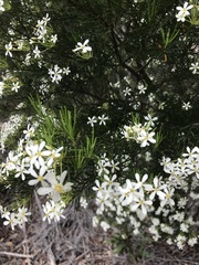 Ricinocarpos pinifolius