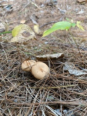Lactarius vinaceorufescens