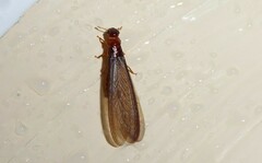 Kalotermitidae