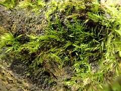 Rhynchostegiella teneriffae
