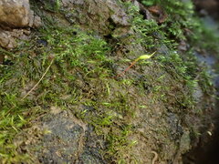 Rhynchostegiella teneriffae