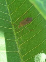Paradasynus spinosus