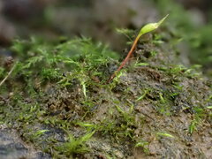 Rhynchostegiella teneriffae