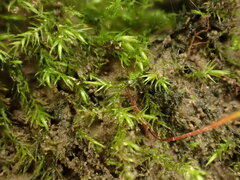 Rhynchostegiella teneriffae