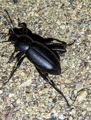 Eleodes armata