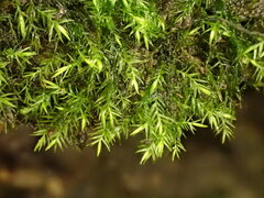 Rhynchostegiella teneriffae