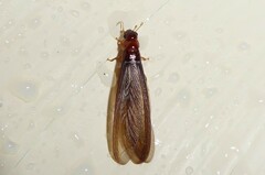 Kalotermitidae