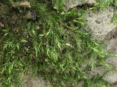 Rhynchostegiella teneriffae