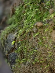 Rhynchostegiella teneriffae