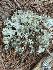 Platismatia tuckermanii