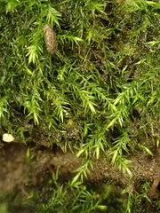 Rhynchostegiella teneriffae