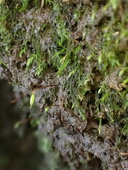 Rhynchostegiella teneriffae