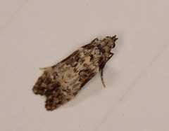 Hypatima baliodes